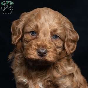Kennedy, Cavapoo Puppy
